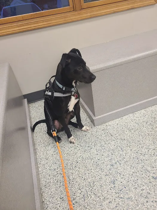Salem Veterinary Service 12