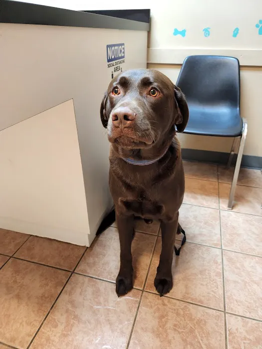 Animal Hospital of Bedford 1