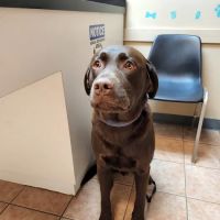 Animal Hospital of Bedford ico