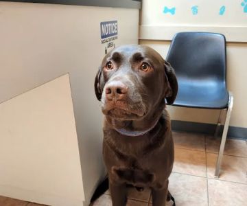 Animal Hospital of Bedford