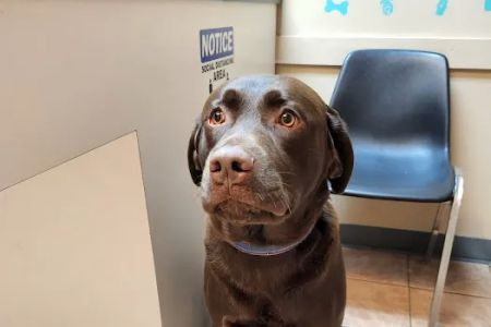 Animal Hospital of Bedford