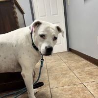 St. Clair Veterinary Clinic ico