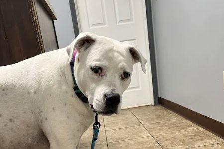 St. Clair Veterinary Clinic