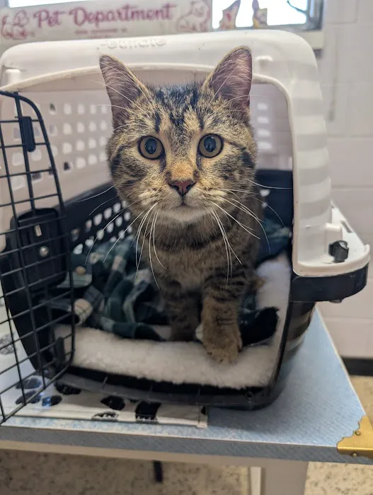 Pets Doc Veterinary Clinic 12