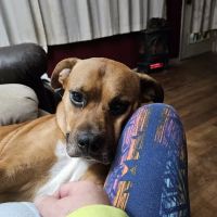 Pets Doc Veterinary Clinic ico