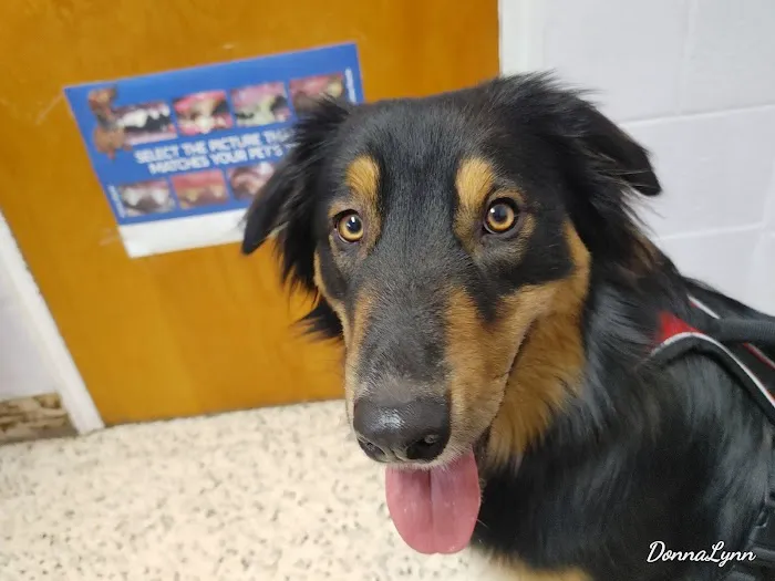 Pets Doc Veterinary Clinic 12