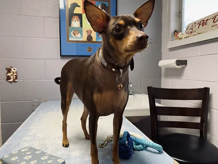 Pets Doc Veterinary Clinic 12