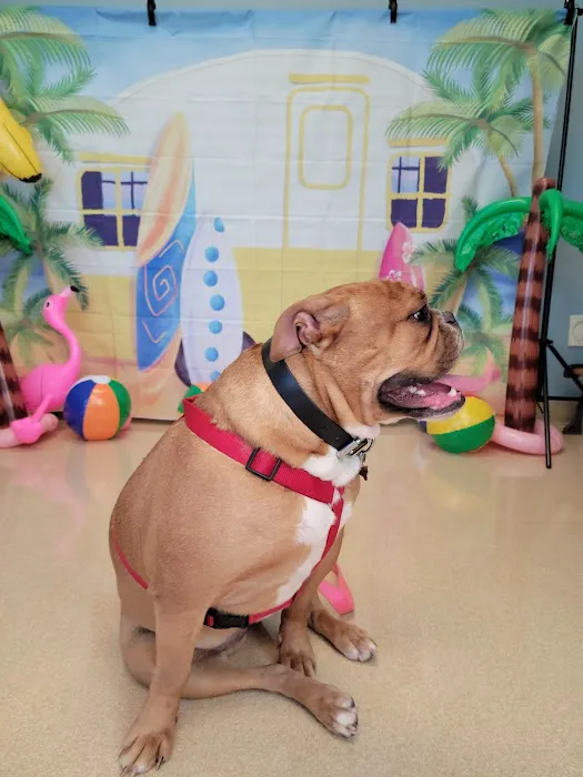 VCA Lakota Hills Animal Hospital 12