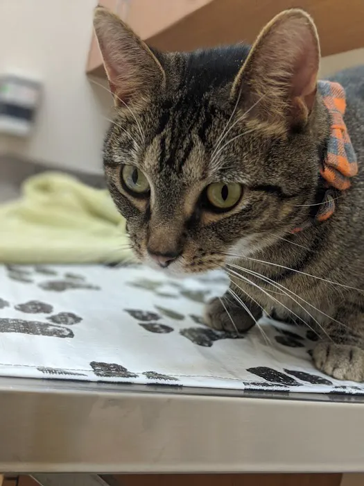 VCA Lakota Hills Animal Hospital 12