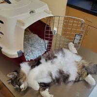 Noah's Ark Animal Clinic of Springdale ico