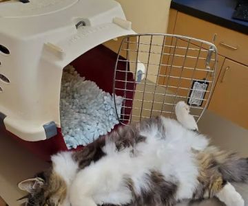 Noah's Ark Animal Clinic of Springdale