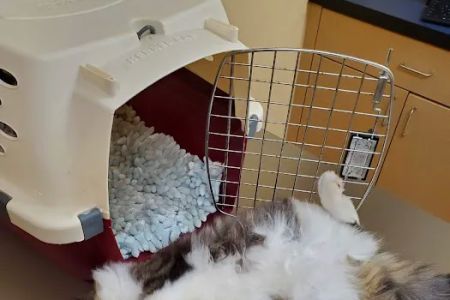 Noah's Ark Animal Clinic of Springdale
