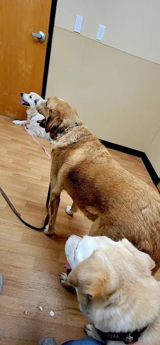 Noah's Ark Animal Clinic of Springdale 6