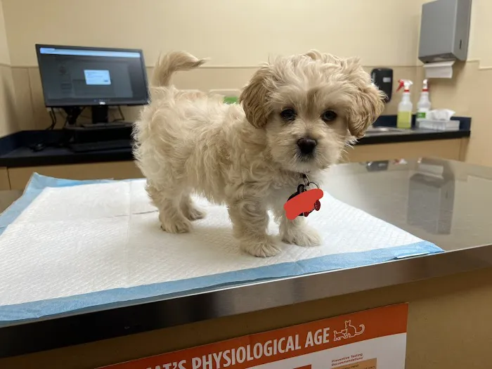 Noah's Ark Animal Clinic of Springdale 5