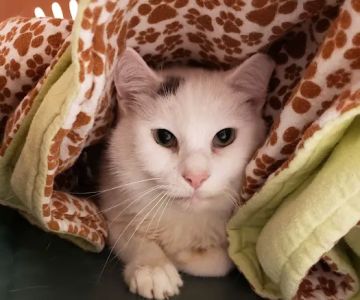 Woodridge Veterinary Hospital