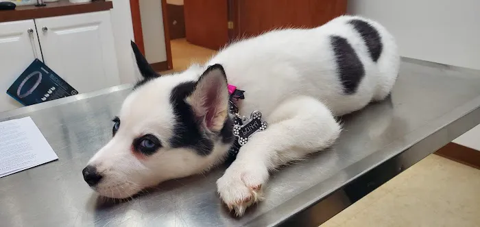 Woodridge Veterinary Hospital 5