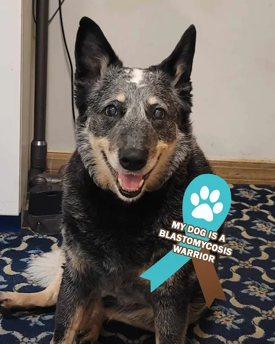 Woodridge Veterinary Hospital 9