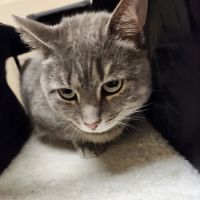 Animal Care Center of Fairfield ico