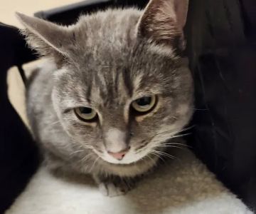 Animal Care Center of Fairfield