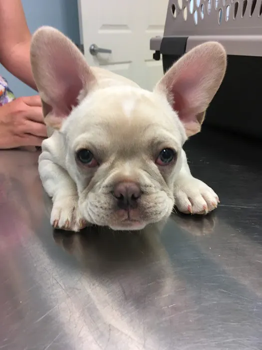 Misty Vistas Pet Hospital 12