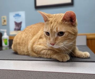 Pleasant Ridge Pet Hospital