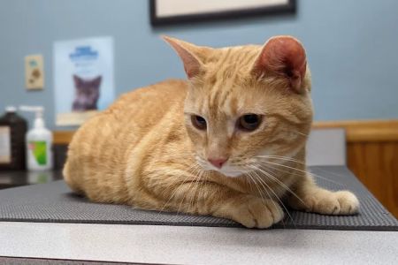 Pleasant Ridge Pet Hospital