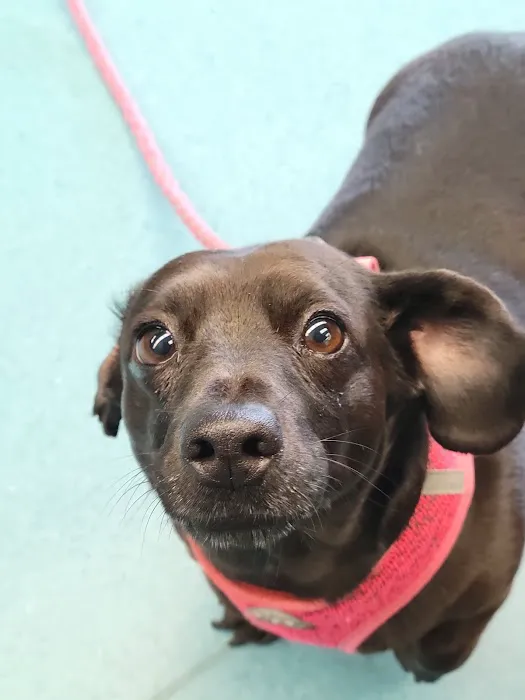Eastside Animal Hospital 8