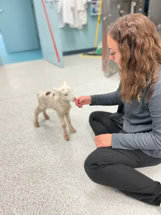 Eastside Animal Hospital 4