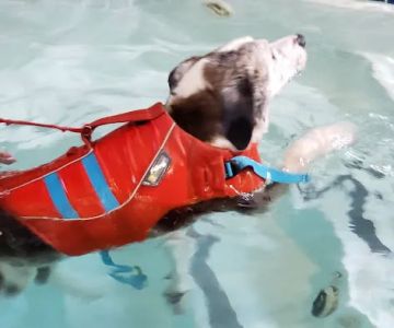 k9 Waves