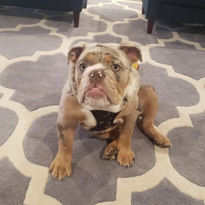 Grady Veterinary Hospital 12