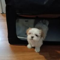 Vetco Vaccination Clinic ico