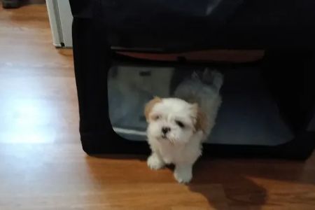 Vetco Vaccination Clinic