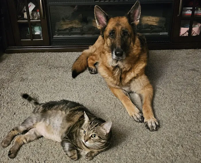 Animal Care Center of Forest Park 12