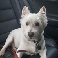 VCA College Hill Animal Hospital ico