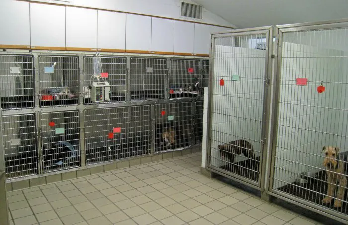 VCA College Hill Animal Hospital 6
