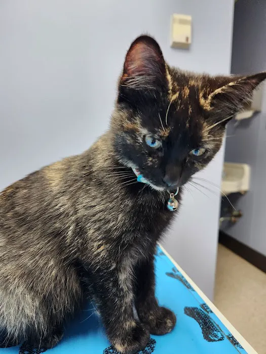 Tennessee Avenue Animal Hospital 12