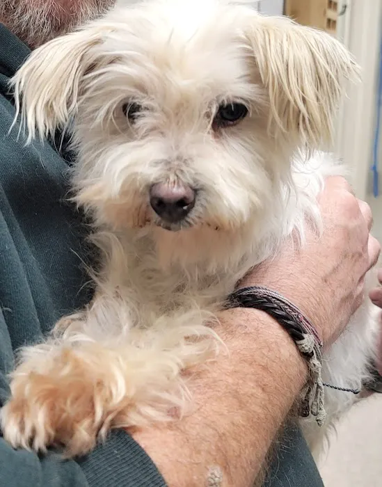 Tennessee Avenue Animal Hospital 12