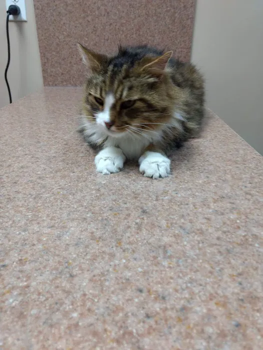 Companion Care Animal Hospital 6