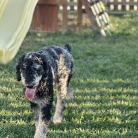 Salt Run Veterinary Clinic ico
