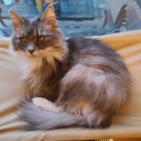 Little Miami Veterinary Services ico