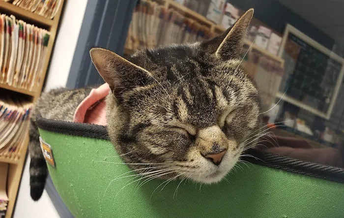 Companion Animal Medical Centre 12
