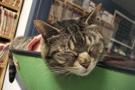 Companion Animal Medical Centre