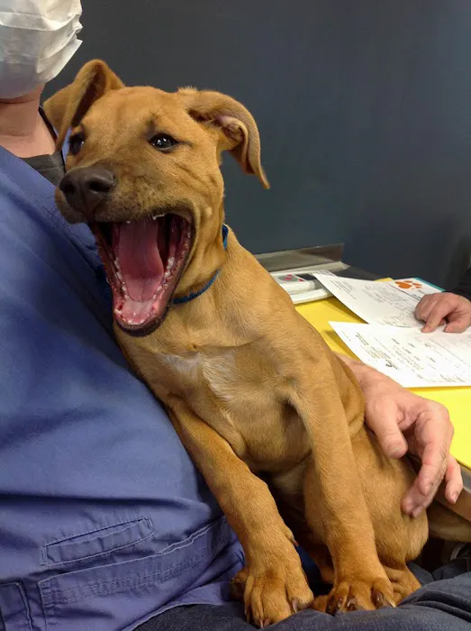 Companion Animal Medical Centre 12