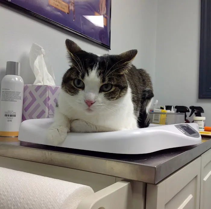 Companion Animal Medical Centre 12