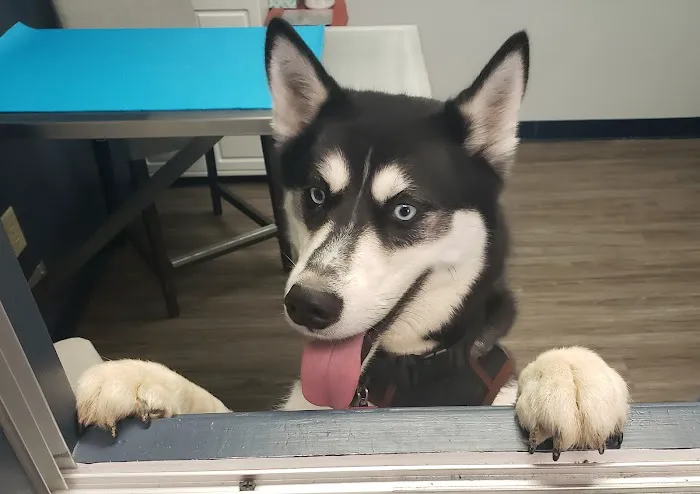 Companion Animal Medical Centre 12