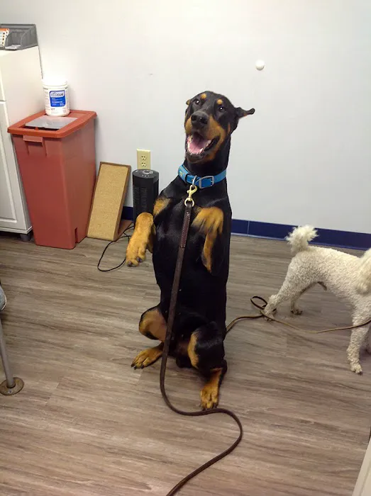 Companion Animal Medical Centre 12