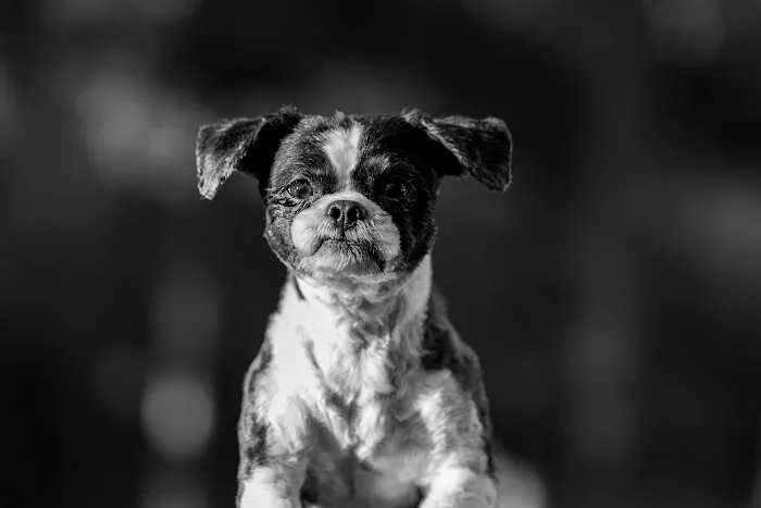 Gallardo Family Animal Hospital 1