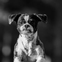 Gallardo Family Animal Hospital ico