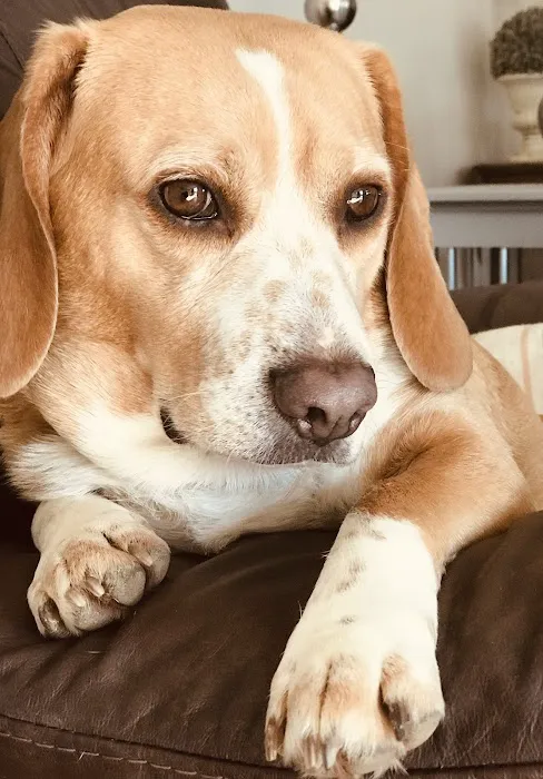 Milford Animal Hospital 4