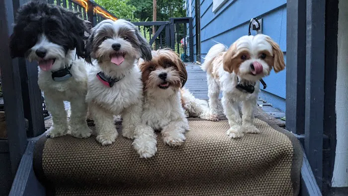 Milford Animal Hospital 7